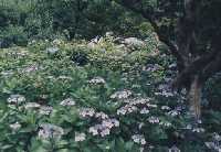 Hydrangeas at Meigetuin, Kamakura