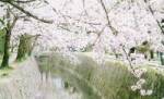 Sakura in KyotoiNw̓j